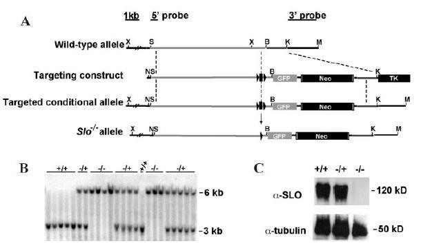 BK KNOCKOUT MOUSE (Slo -/- ) Targeted mutation of the pore-forming subunit (encoded by the mslo1 gene) by homologous recombination in embryonic stem cells.