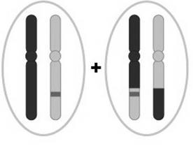 If a mitotic recombination event occurs (as shown below), two different sets of daughter cells are possible.