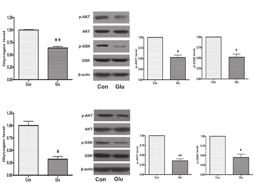 (A) High glucose treatment significantly decreased the glycogen levels, and (B) reduced the phosphorylation of AKT and GSK in NCTC 1469 cells.