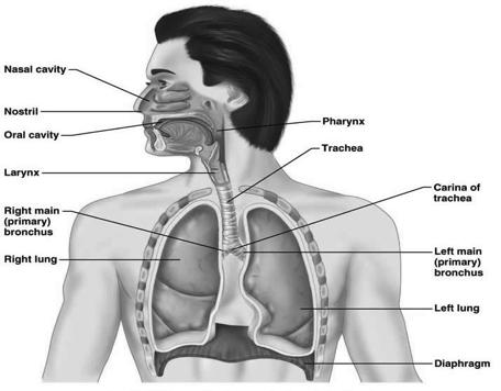 Respiratory System Central (Medulla) & Peripheral (Phrenic) NS Respiratory