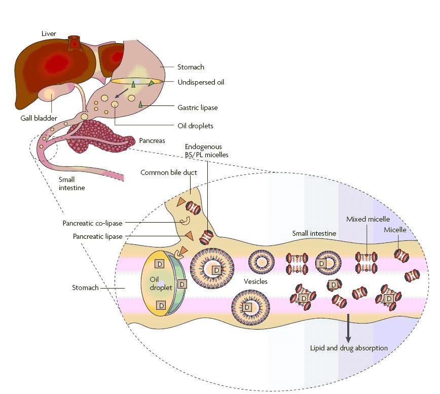 Digestion and solubilization of dietary oils: Bile salts and Pancreatic lipase