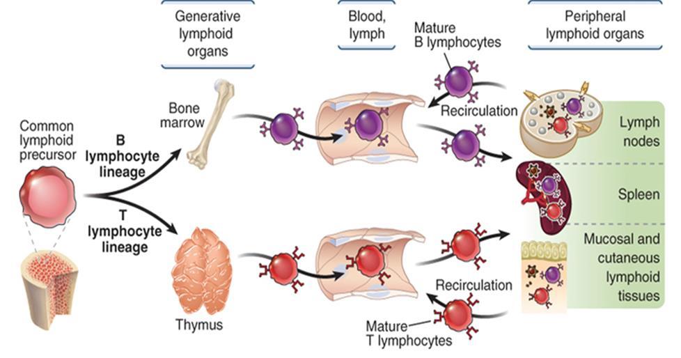 Mature lymphocytes enter the peripheral lymphoid organs, where they respond to foreign antigens and recirculate in the blood and lymph.