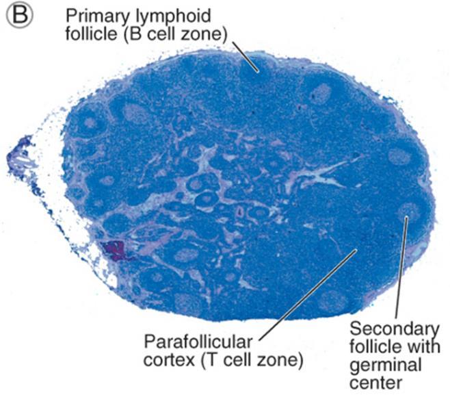 B, Light micrograph shows a cross section of a lymph node with numerous follicles in the cortex, some of