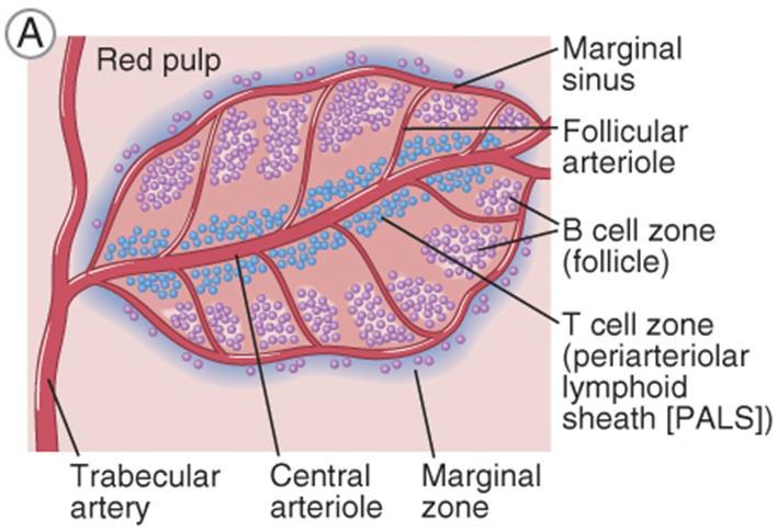Morphology of the spleen.