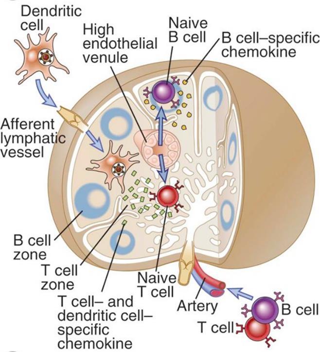 Naive B and T lymphocytes enter through a high endothelial venule (HEV), shown in cross section, and are drawn to different areas of the node by chemokines that are produced in these areas and bind