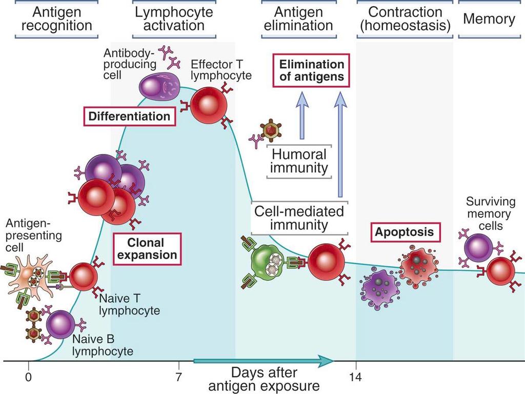 Abbas Fig. 1-19 Phases of adaptive immune response.