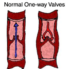 Function of the Valves Valves have a major role to play in our circulation They ensure the arteries supplying blood gets to our toes and