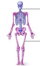 Organization of the Human Body Human body can be divided into two portions: Axial (BLUE):