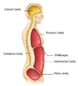 Axial Portion Cranial Vertebral Thoracic (Diaphragm separates)
