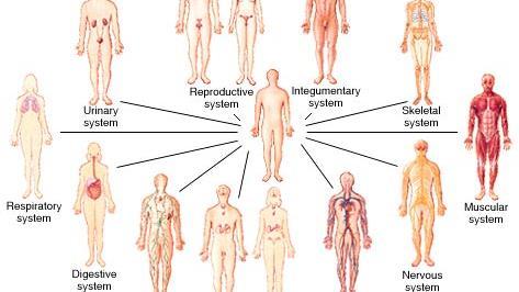 Organ Systems Eleven organ systems in the human body.
