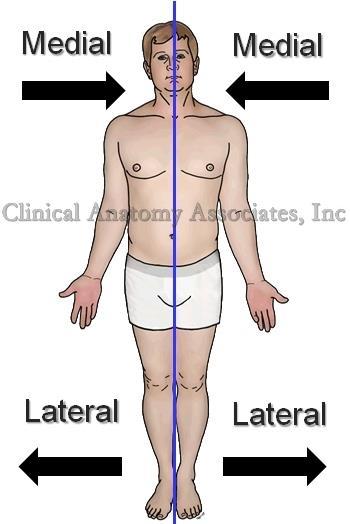 Anatomical Positions These directions reference an imaginary midline of the body dividing it into left and right halves.