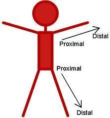 Anatomical Positions These directions reference the point of attachment to the trunk of the
