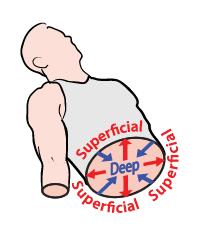 Anatomical Positions Superficial: found near the