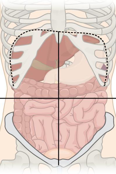 Abdominal Cavity Right Lower Quadrant (RLQ): Colon