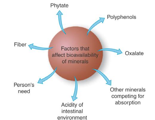 Mineral Bioavailability Page 381-382 Mineral bioavailability is affected by several factors Minerals are generally only absorbed if they are needed by the body s cells at the time they pass through