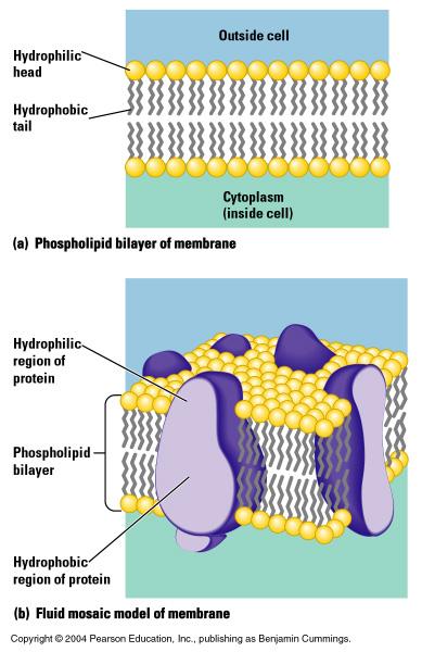Semi-Permeable Membrane H 2 O CO 2 O 2 Lipids Flow directly through phospholipid bilayer Ca + Mg 2+ H + Glucose (sugars) Cannot flow through phospholipid bilayer This slide is just here as a