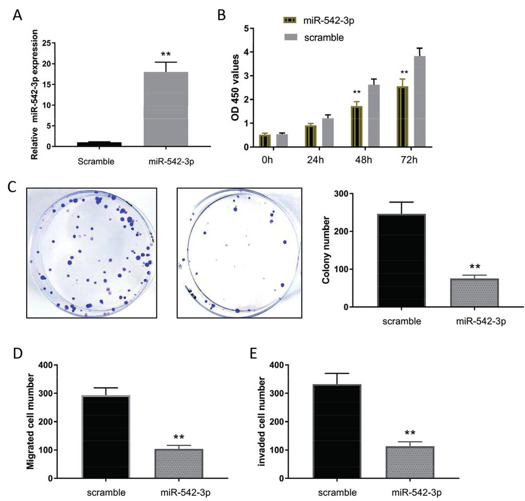mir-542-3p regulates breast cancer cells invasion Figure 3. MiR-542-3p inhibits cell proliferation, colony formation, migration and invasion in human BC cells.