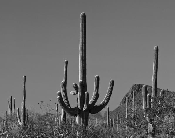 6 Look at the picture of some cactus plants. 11 (a) Plants make food from carbon dioxide and water. (i) Write down the name of the process plants use to make food.