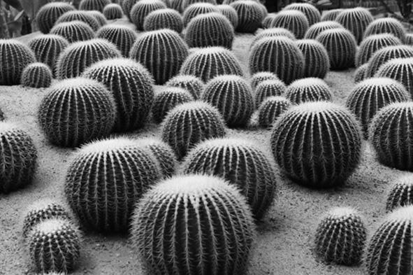 Look at the statements about the cactus. Put a tick ( ) in the box next to the one correct statement. The cactus is adapted to live in rainforests. The cactus is adapted to live in a cold, wet place.