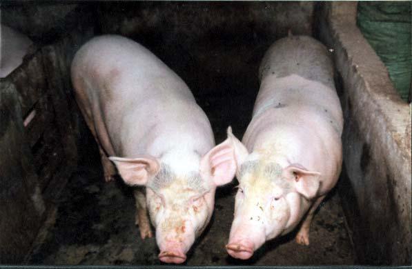 Pigs on ECL treatment