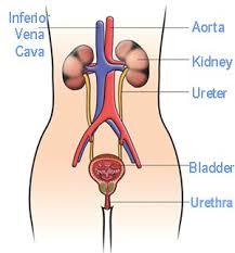 Excretory System Excretion: removal of and wastes from the body Liquid wastes are removed through the tract Urinary tract contains: two organs that filter blood and