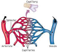 Smaller Blood Vessels Arteries -carry blood from the heart to the body s cells - -walled and elastic - most carry blood (exception: pulmonary artery).