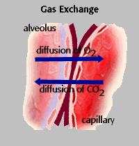 Gas Exchange exchange of oyxgen and carbon dioxide gases occur in the: a) b) diffusion -
