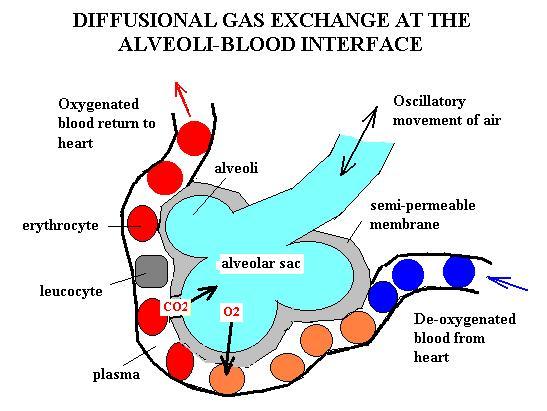 diffuse from alveoli to the where there is a low concentration of oxygen.