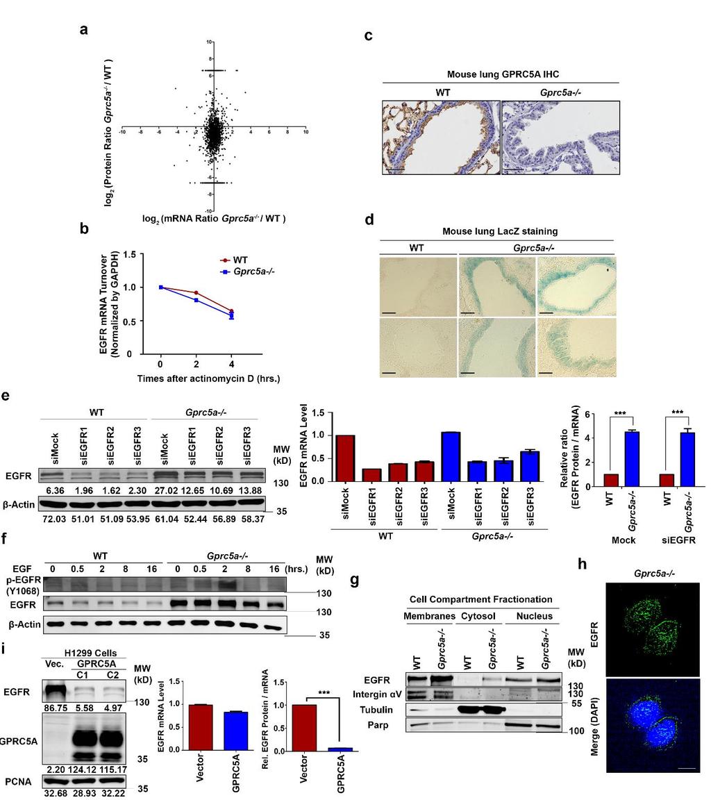 Supplementary Fig. 1. GPRC5A post-transcriptionally down-regulates EGFR expression.