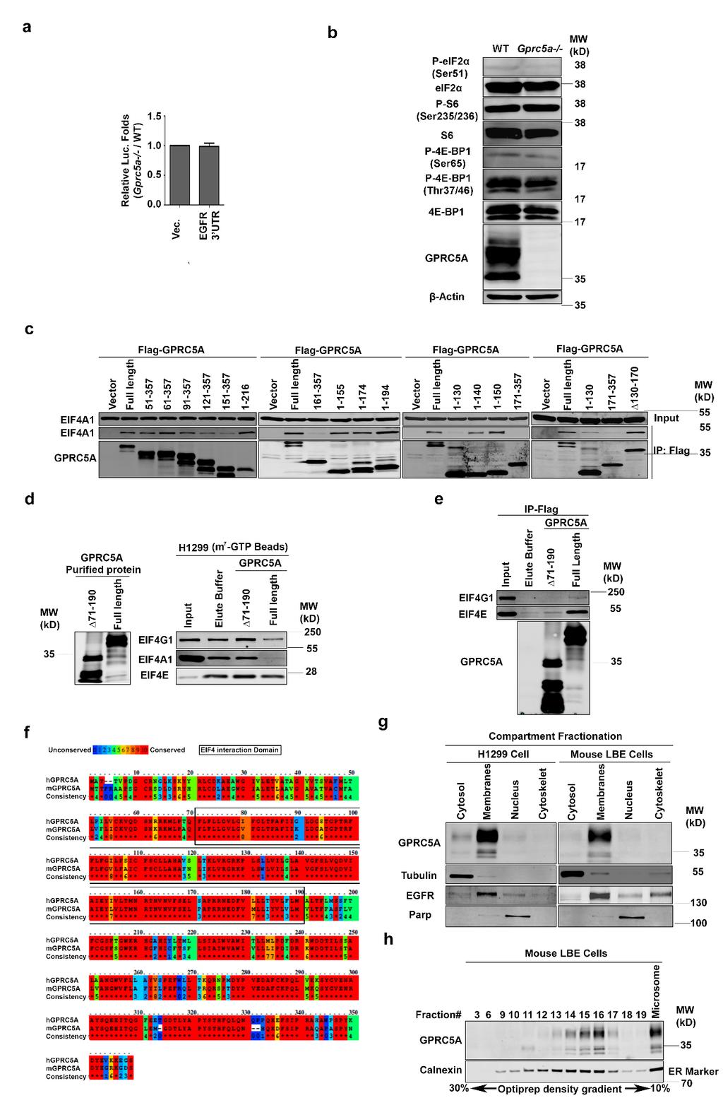 Supplementary Fig. 3. GPRC5A at ER membrane suppresses EGFR translation.