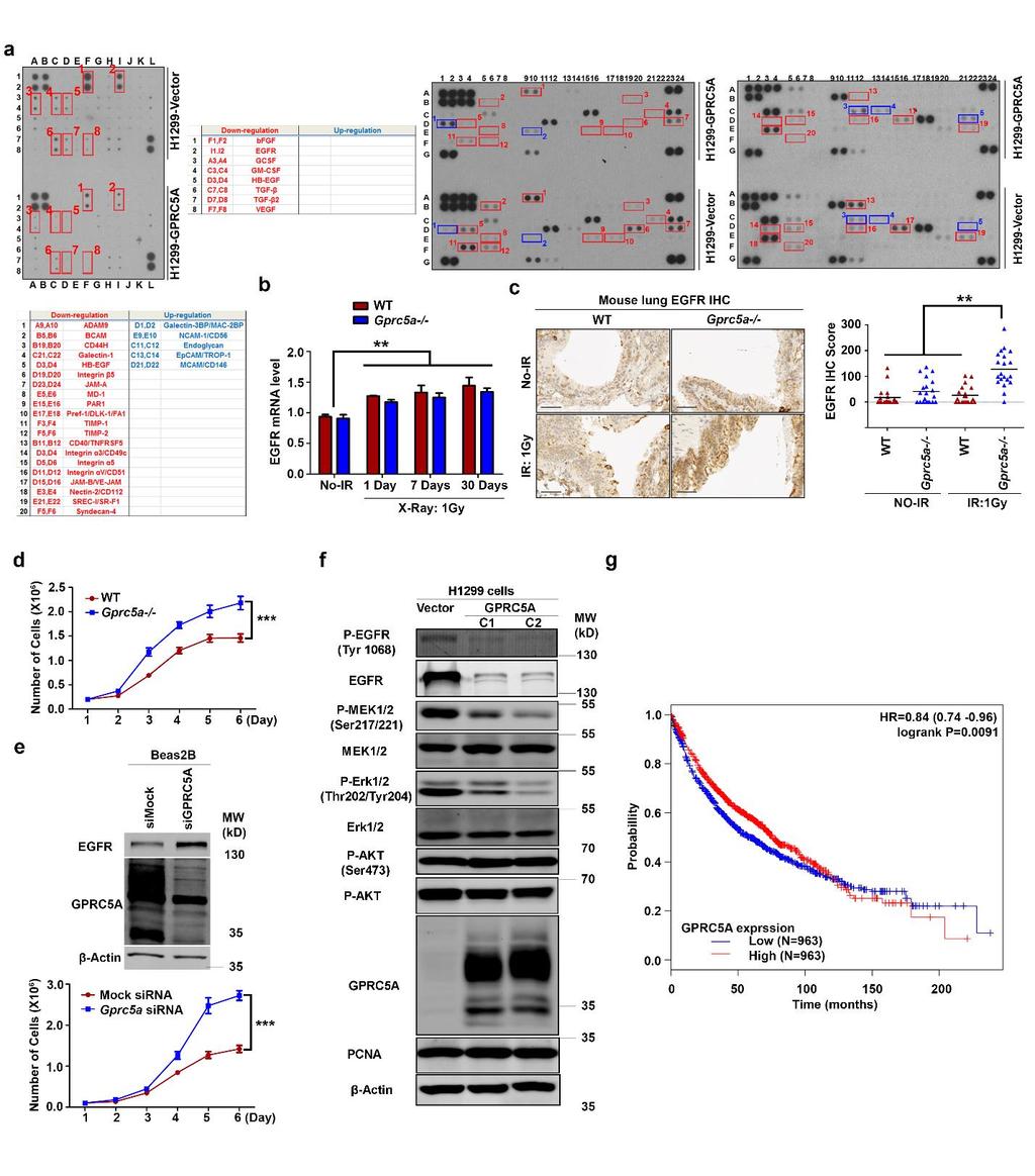 Supplementary Fig. 4. GPRC5A suppressing EGFR contributes significantly to preventing IR-induced lung tumorigenesis.