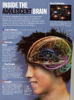 Maturation Occurs from Back to Front of the Brain Images of Brain Development in Healthy Youth (Ages 5 20) We thought brain development was complete by adolescence We now