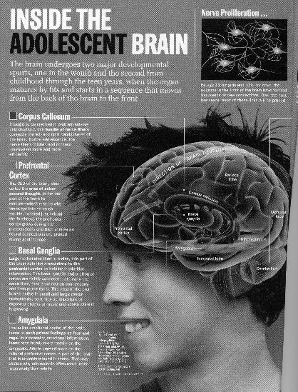 Adolescent brain development Teen brains still under construction Adolescence is a period of profound brain