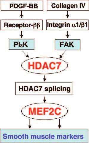 1020 Circulation Research May 9, 2008 Figure 4. Signal pathways leading to stem cell differentiation toward SMCs.