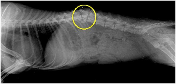 Clinical It was observed that the animal presented: urinary incontinence, decubitus wounds, to the thighs and lower limbs, and animal did not support the hindquarters.