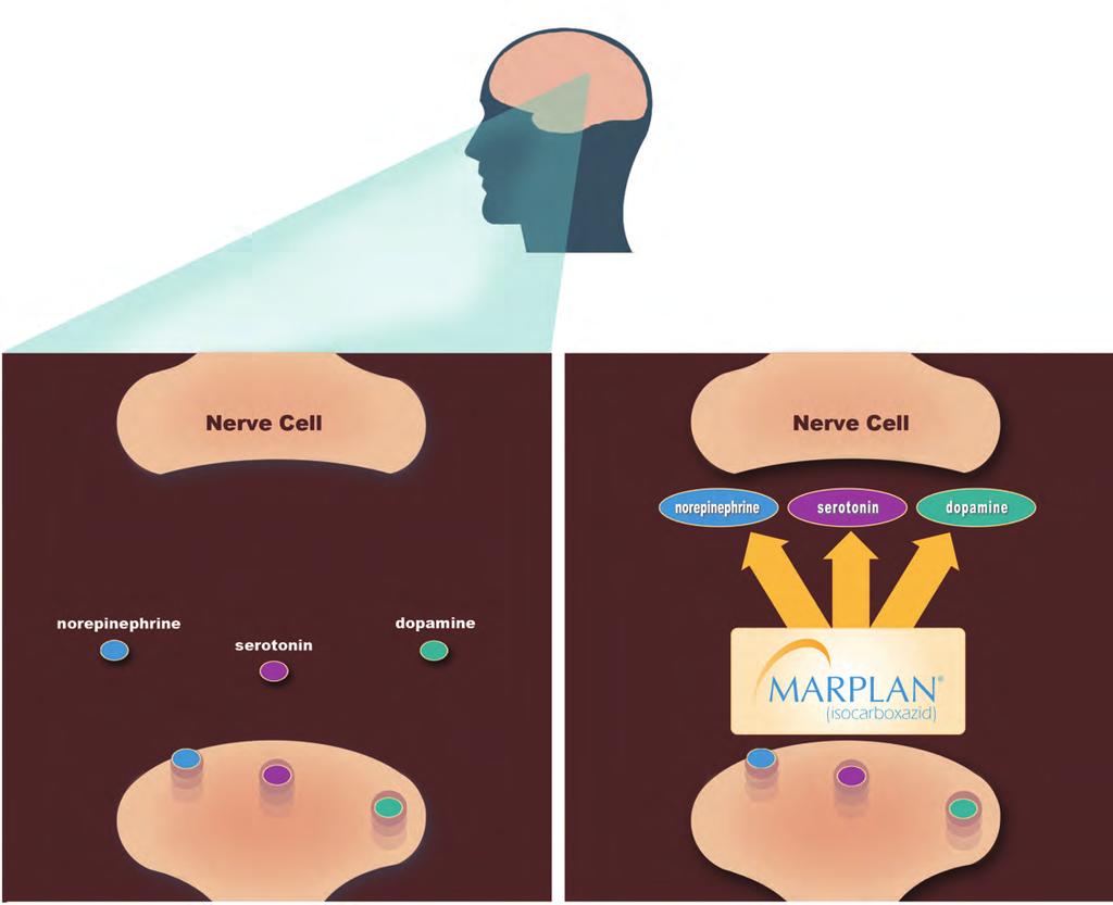 Marplan is different: Marplan elevates the levels of all three key neurotransmitters in the brain BEFORE MARPLAN TREATMENT One of the many places where the brain uses chemical messengers