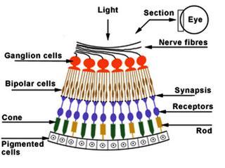THE EYEBALL Three layers 3) Retina Photoreceptor neurons Rods