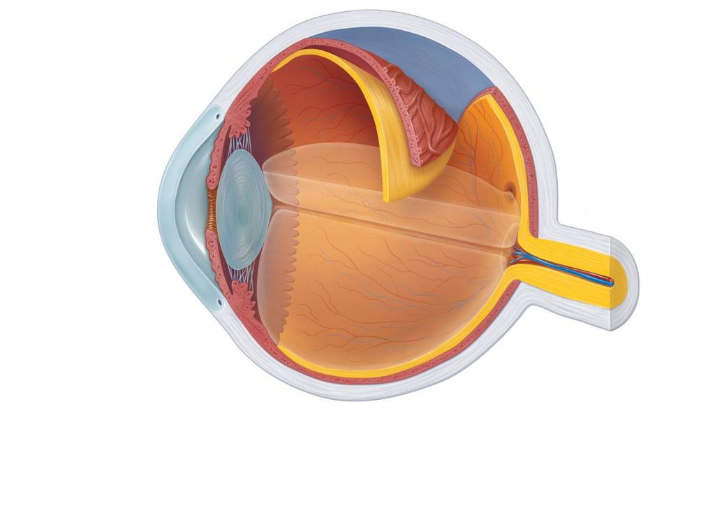 Ciliary body Ciliary zonule Cornea Iris Pupil Sclera Choroid Retina Macula lutea Fovea centralis Optic