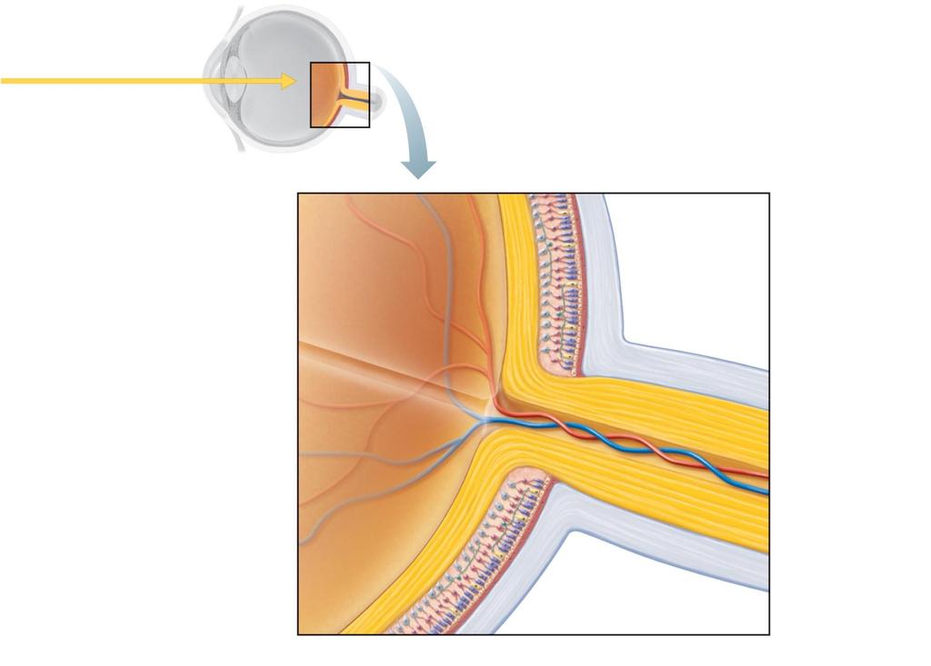 Pathway of light Optic disc Neural layer of retina Pigmented layer of retina Choroid Sclera