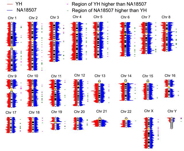 Figure S4. The SV distribution of the whole genome and regions with significantly different numbers of SVs between YH and NA18507 genome.