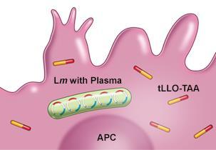 Listeria As an Antigen Vector Lm Technology stimulates a tumor-targeted immune response directed by plasmids.