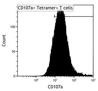 f. Analyze CD107a-positivity within the tetramer-positive CD8 + T cells (NB. Use tetramer-negative cells for setting the gate of CD107a- cells) Recipes 1. FACS buffer (0.5 L) 2.