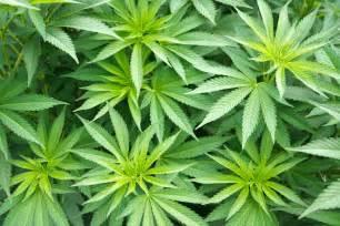 varieties: Marijuana THC - 5%-30% Psychoactive CBD Strains can be high in CBD