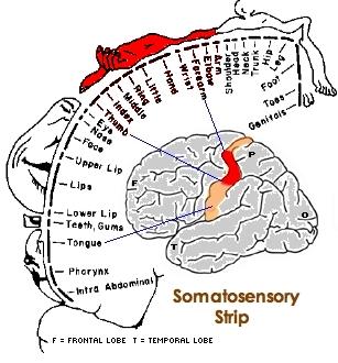 areas with more brain area representation The structure of somatosensory cortex partially explains some aspects of phantom limbs Before amputation, a person s brain