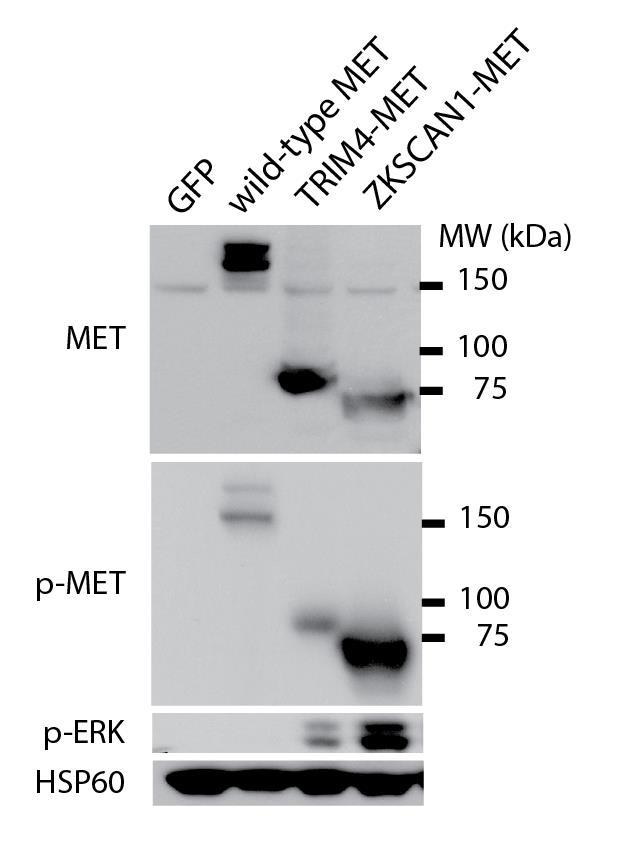 Supplementary Figure 7. Expression of TRIM4-MET and ZKSCAN1-MET in 293FT cells activates MAP kinase pathway signaling in contrast to overexpression of wild-type MET.