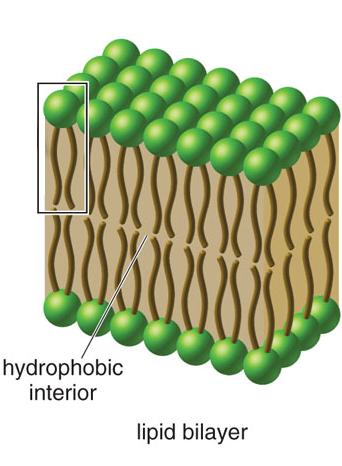 Phospholipids! Sphingomyelins! An example of sphingomyelin: Cell Membranes! Structure of the Cell Membrane! The basic unit of living organisms is the cell.
