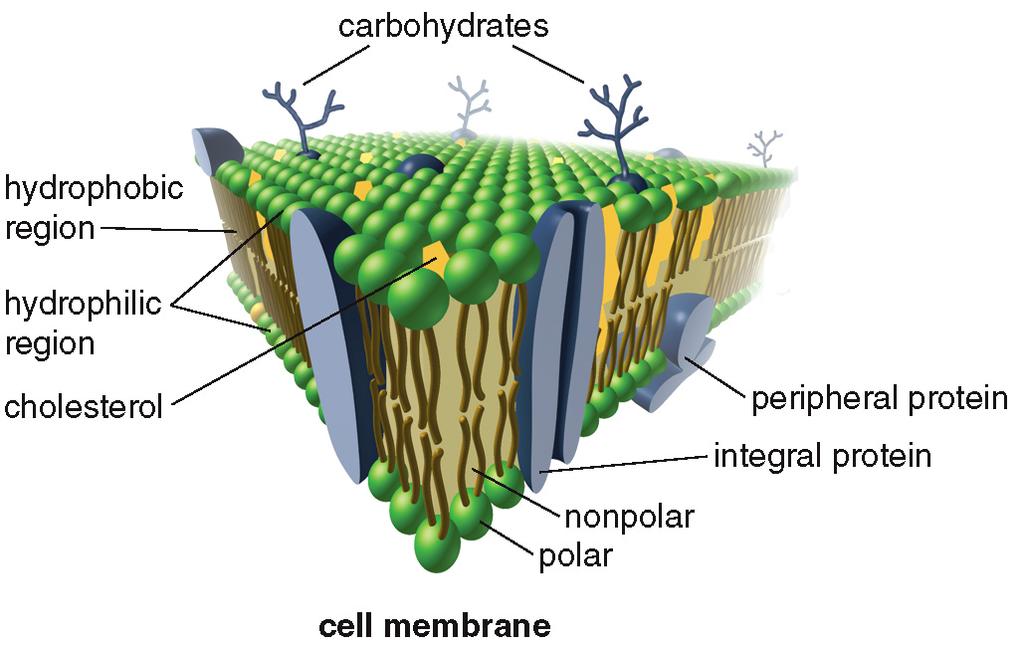 Cell Membranes! Structure of the Cell Membrane!