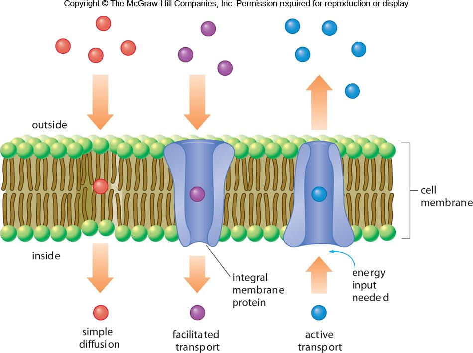 Peripheral proteins are embedded within the membrane and extend outward on one side only. Integral proteins extend through the entire bilayer.