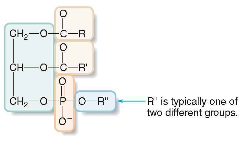 Two common types of phospholipids are phosphoacylglycerols and sphingomyelins.
