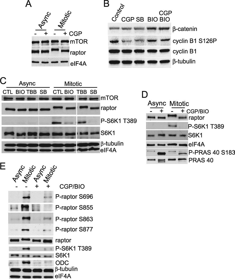 VOL. 30, 2010 RAPTOR PHOSPHORYLATION IN CELL CYCLE PROGRESSION 3161 FIG. 7. Inhibitors of cdc2 and GSK3 kinase pathways prevent mitosis-specific phosphorylation of raptor.